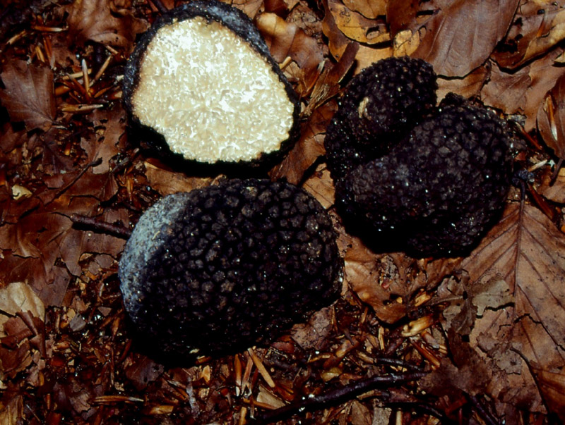 Tuber aestivum